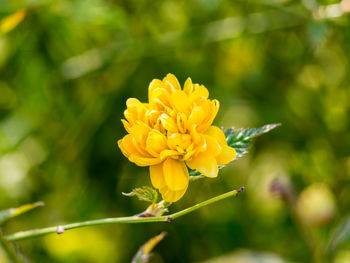 Close-up of yellow flower blooming outdoors