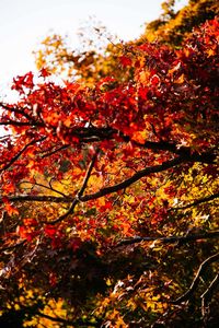 Low angle view of maple tree against sky