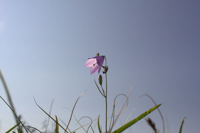 Close-up of pink flowering plant against sky