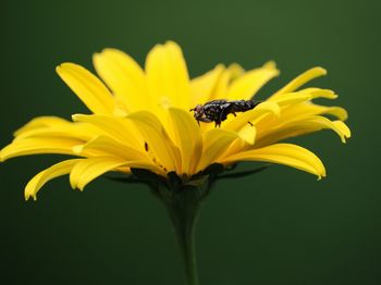 Close-up of insect on yellow flower