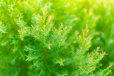 Close-up of fern leaves