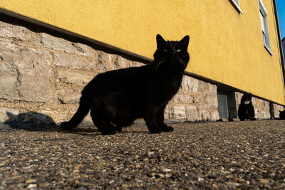 Portrait of black cat sitting on wall