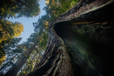 Scenic view of rock formation amidst trees in forest