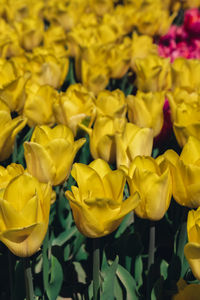 Close-up of yellow flowers