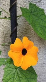 Close-up of yellow flowering plant