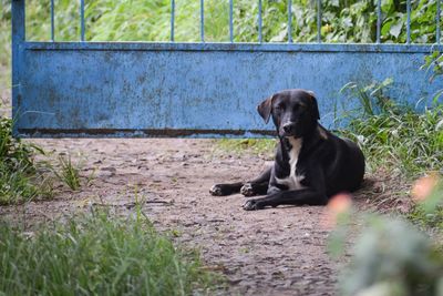 Dog sitting on field