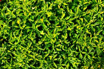 Full frame shot of fresh green plants