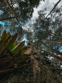 Low angle view of trees against sky