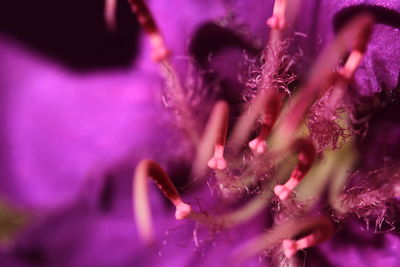 Close-up of purple flowering plant