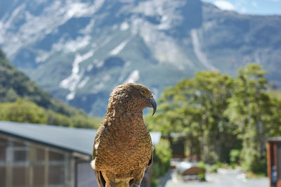 Kea posing facing sideways in milford sound, new zealand. mountains in the background.