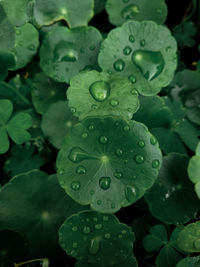 Close-up of water drops on green plant leaves