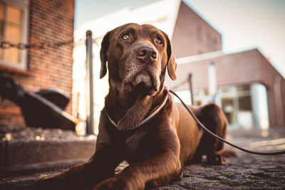 Close-up of a dog looking away