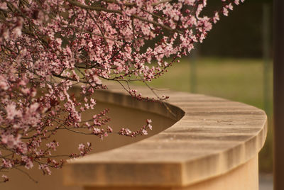 Pink flowers growing on tree in park