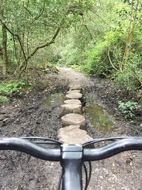 Road amidst trees