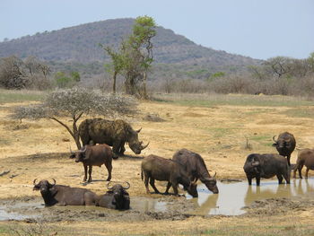 Flock of horses grazing on field