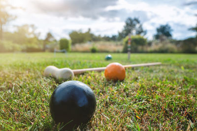 Close-up of fruits growing on field