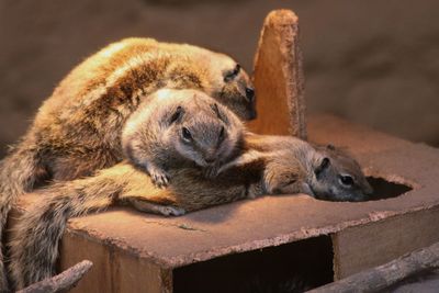 Close-up of an animal sleeping on wood