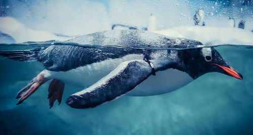 Close-up of fish swimming in sea