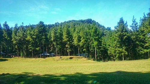 Trees on field against sky