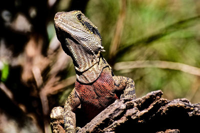 Close-up of lizard on tree