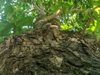 Directly below shot of tree trunk