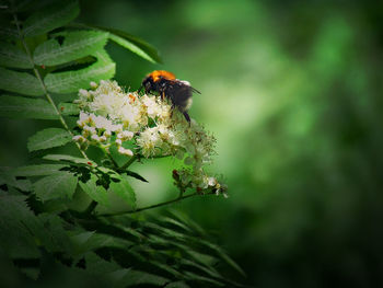 Close-up of bee on flower