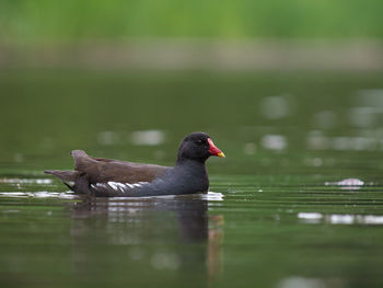 Duck swimming in lake