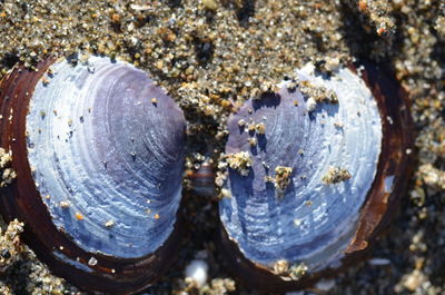 High angle view of shells on tree trunk