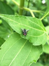 Close-up of insect on leaf