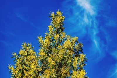 Low angle view of tree against blue sky