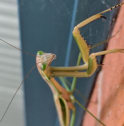 Close-up of insect on plant