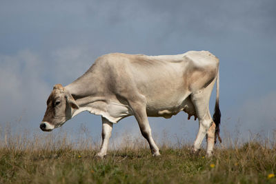 Cows grazing on field