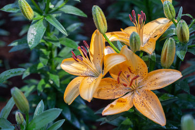 Close-up of yellow flowering plant