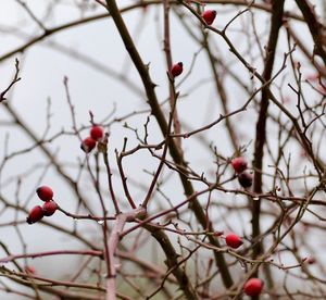 Close-up of red berries on tree