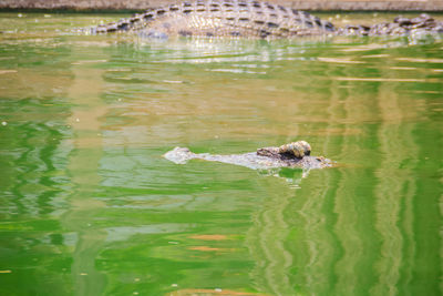 High angle view of dog swimming in lake