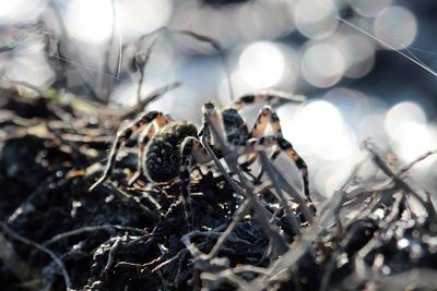 Close-up surface level of a spider