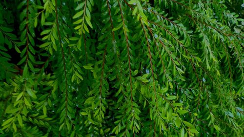 Full frame shot of pine tree