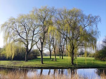 Bare trees on field against sky