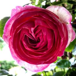 Close-up of pink rose blooming outdoors