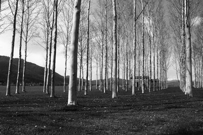 Bare trees on field against sky