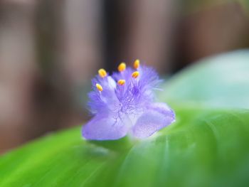 Close-up of purple flower blooming outdoors