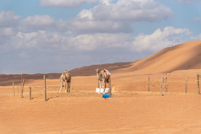 View of a horse on desert