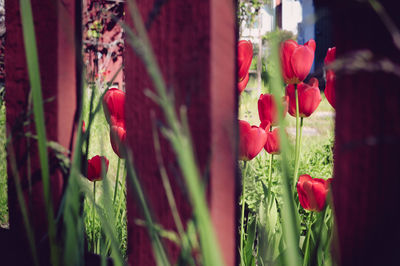 Close-up of red flowers