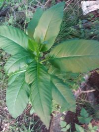 High angle view of leaves on plant in forest