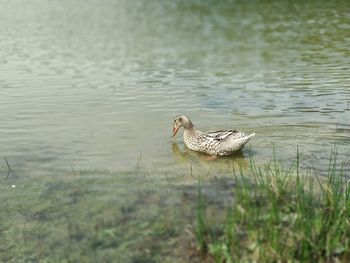 High angle view of duck swimming in lake