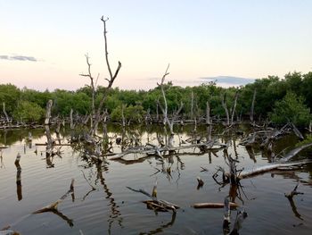 Reflection of trees in lake