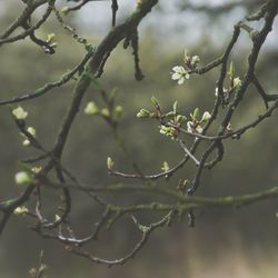 Close-up of flowering plant