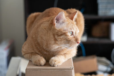 Close-up of a cat