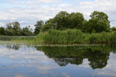 Reflection of trees in calm lake