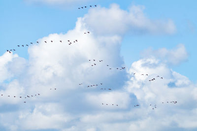 Low angle view of birds flying against sky